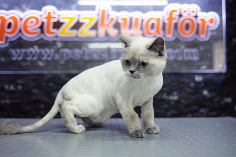 Kedi Makine Tıraşı Anestezisiz Kedi Makine Tıraşı
