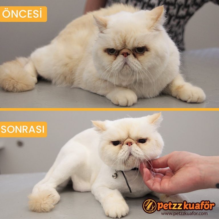 Kedi Makas Tıraşı Anestezisiz Kedi Makas Tıraşı
