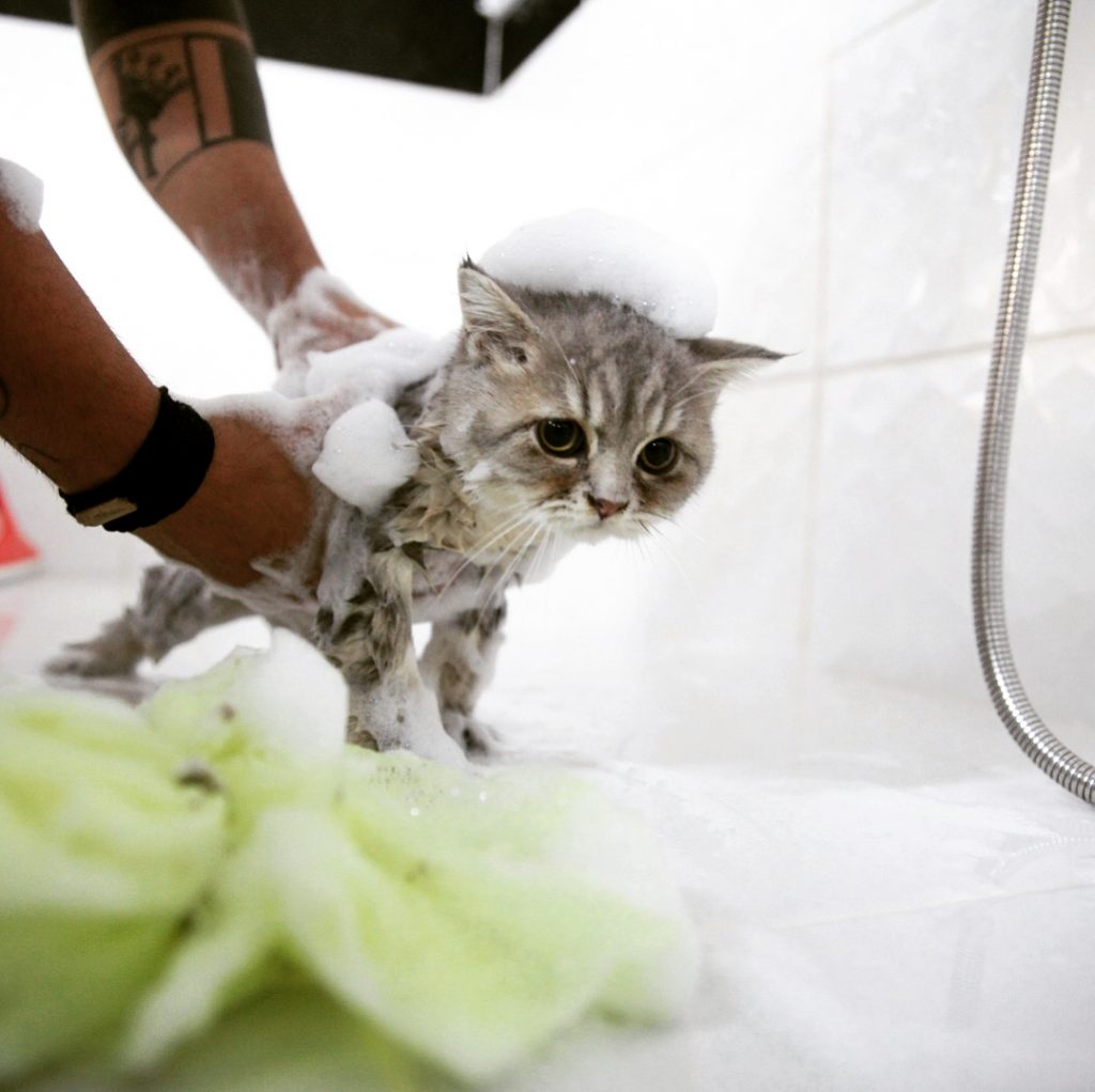 Kedi Makas Tıraşı Anestezisiz Kedi Makas Tıraşı
