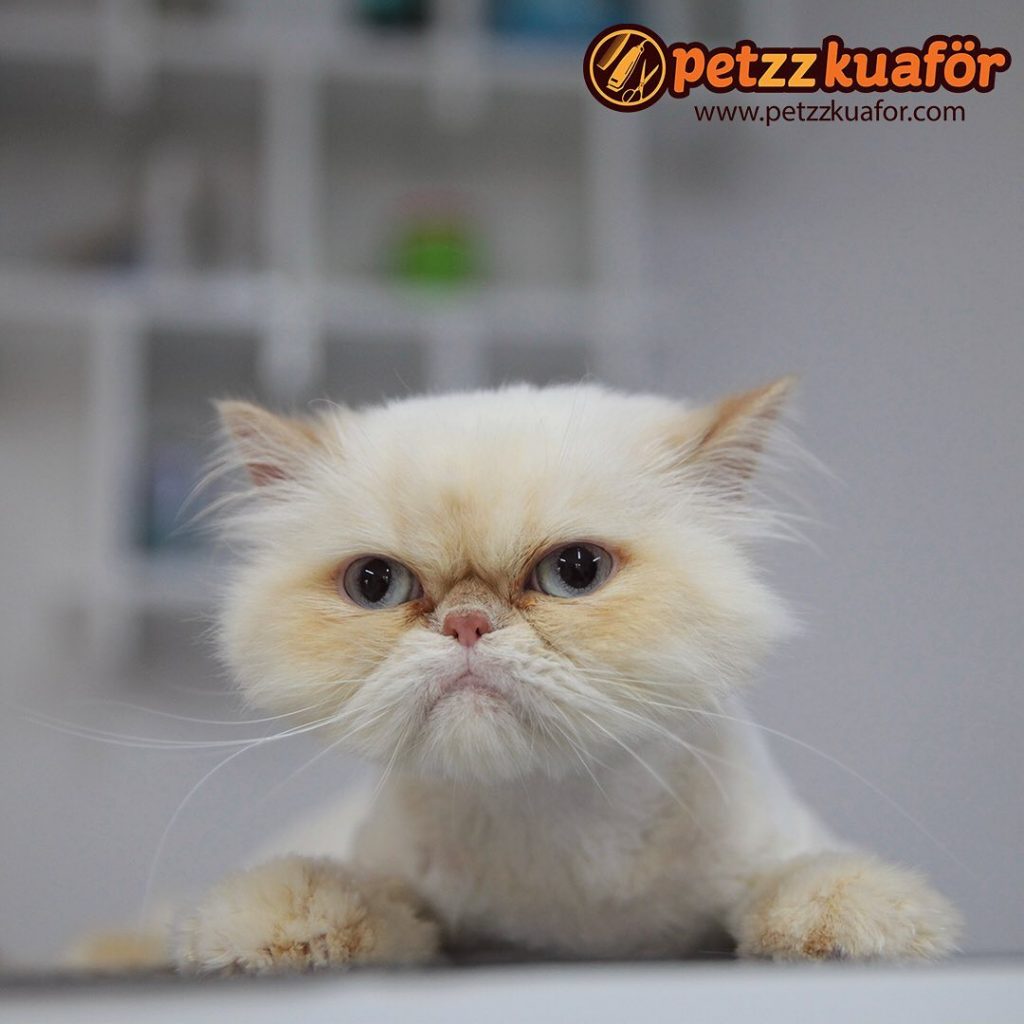 Kedi Makine Tıraşı Anestezisiz Kedi Makine Tıraşı